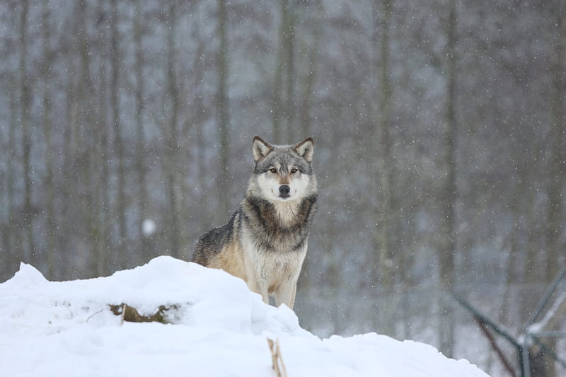 wolf, predator, snow, gray, HD wallpaper