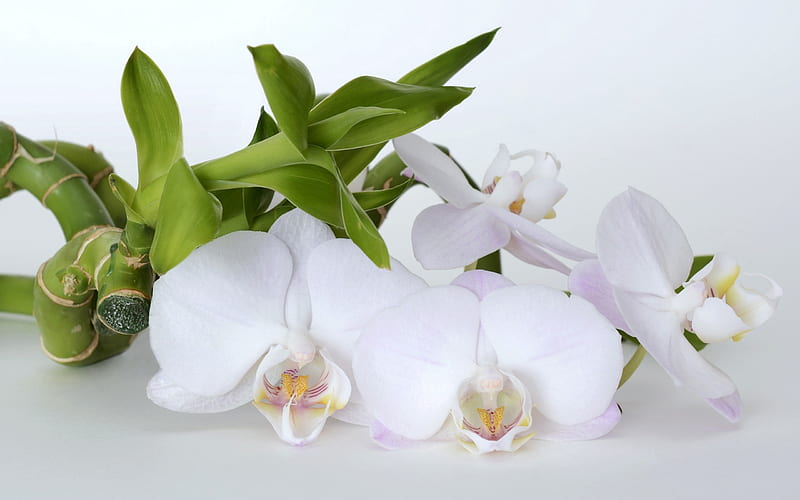 white orchid, tropical white flowers, beautiful flower, orchids, HD wallpaper
