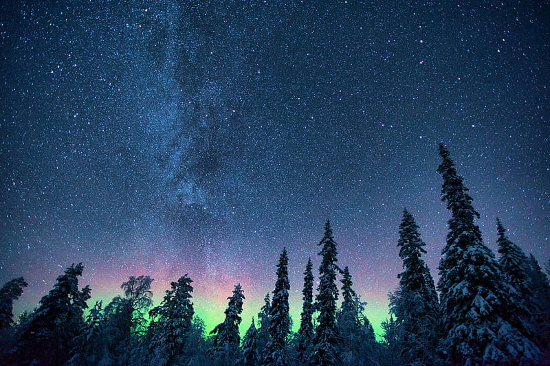 northern lights, starry sky, trees, HD wallpaper