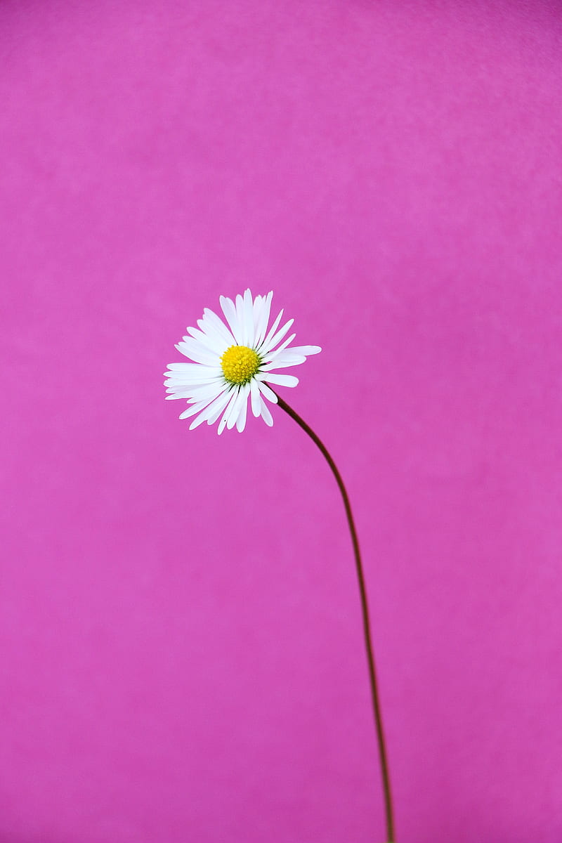 White Daisy Flower on Pink Background, HD phone wallpaper
