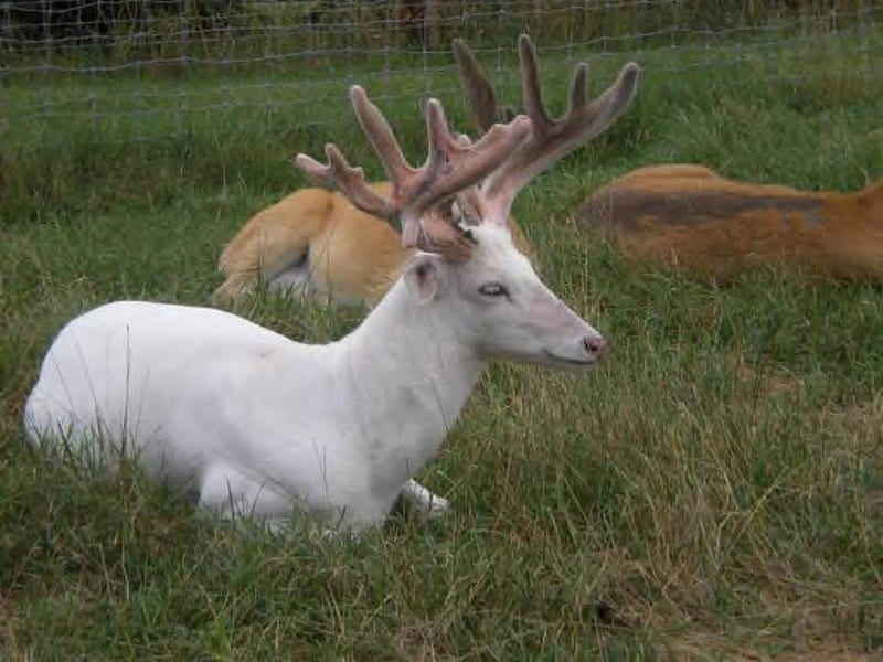 Albino Buck, white, albino, buck, deer, HD wallpaper