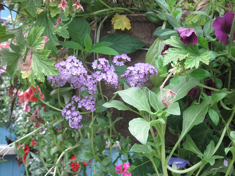 Fabulous greenhouse 19, Purple, graphy, green, flowers, garden, HD wallpaper