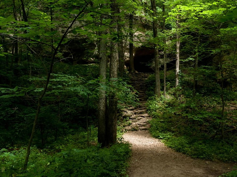 Steps to a Cave in the Forest, green, staris, nature, forests, trees, cave, steps, HD wallpaper