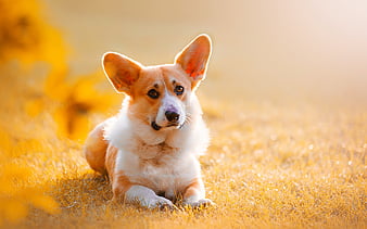 Brown White Corgi Dog Is Standing In Purple Green Leaves Background HD Dog  Wallpapers  HD Wallpapers  ID 89830