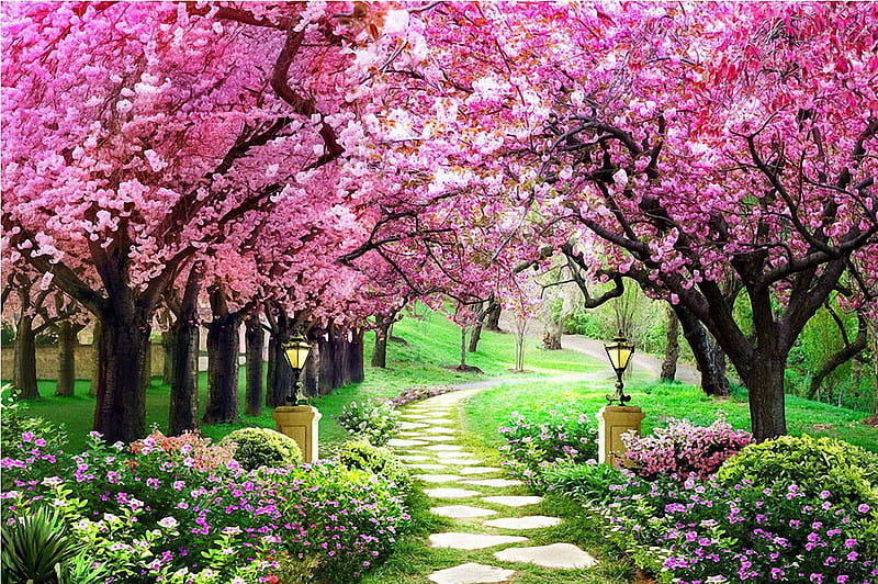 Colors of Spring, flowers, blossoms, path, trees, lamps, HD wallpaper