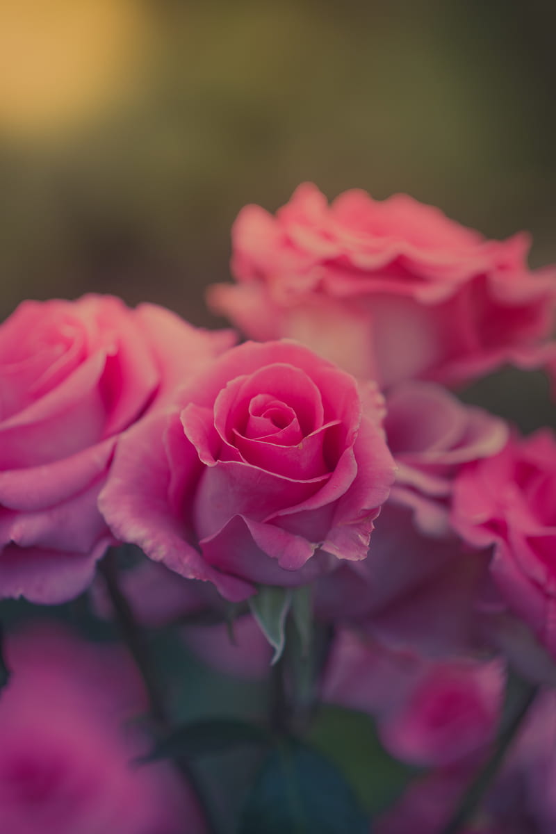 nature, flowers, pink flowers, rose, blurred, plants, HD phone wallpaper