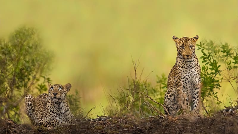 Leopards, plants, animals, predators, wilderness, HD wallpaper