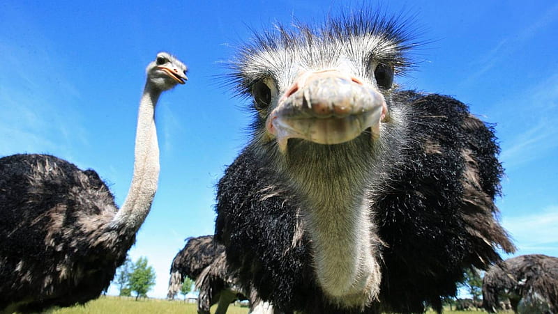 Ostrich, face, bird, africa, HD wallpaper