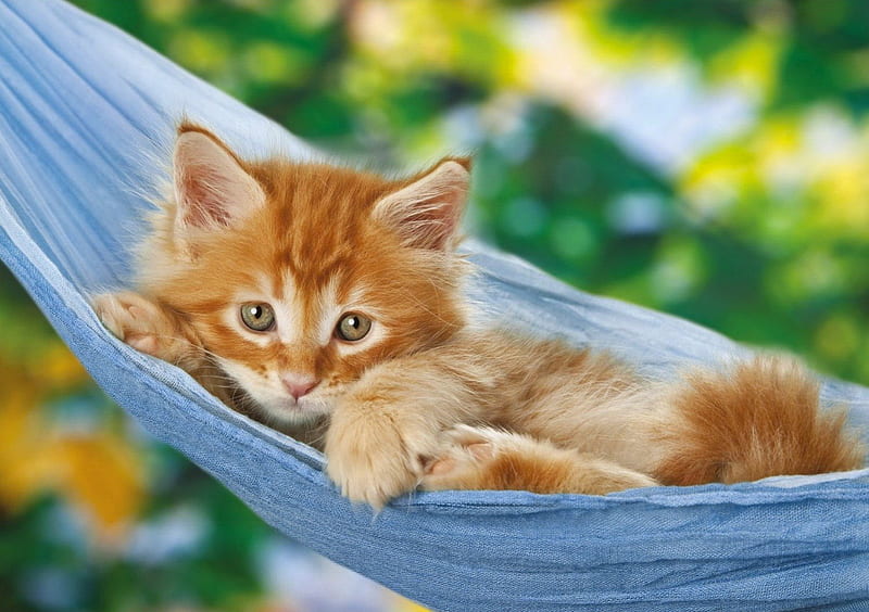 Comfortable place, fluffy, bonito, adorable, hammock, animal, sweet, leaves, nice, comfortable, rest, look, lovely, kitty, relax, greenery, place, trees, cat, cute, summer, garden, nature, kitten, HD wallpaper