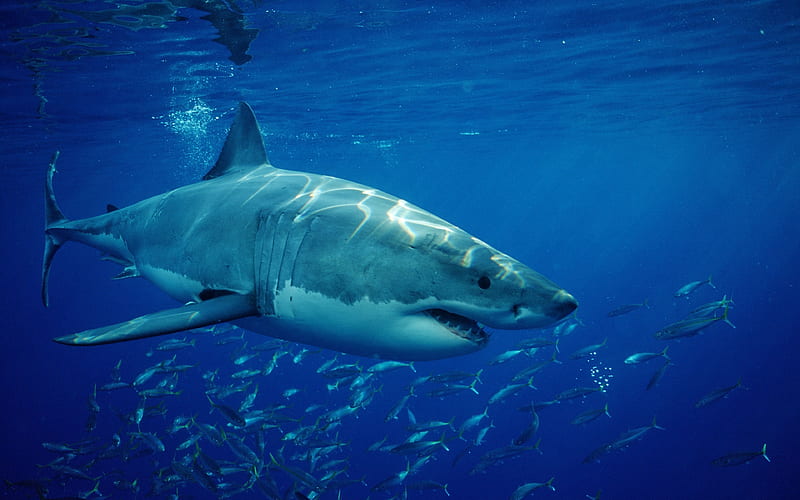 white shark, predator, underwater, huge shark, ocean, HD wallpaper