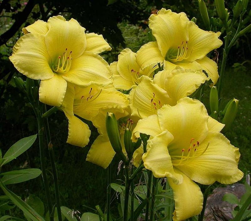 Yellow Frilled Daylily for all my friends, pretty, perennial, summer, flowers, lily, yellow, HD wallpaper