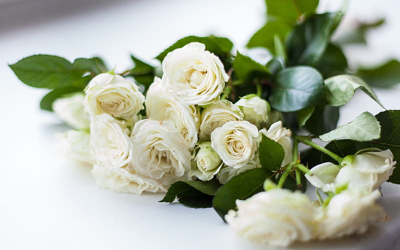 white roses, beautiful white bouquet, roses, white roses background, beautiful flowers, HD wallpaper
