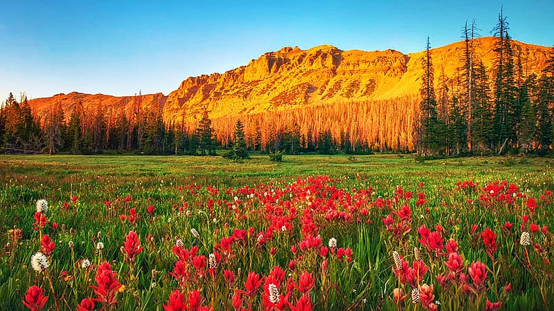 Indian Paintbrush wildflowers in the Uinta Mountains, Hayden Peak, Utah, field, blossoms, rocks, usa, trees, landscape, HD wallpaper