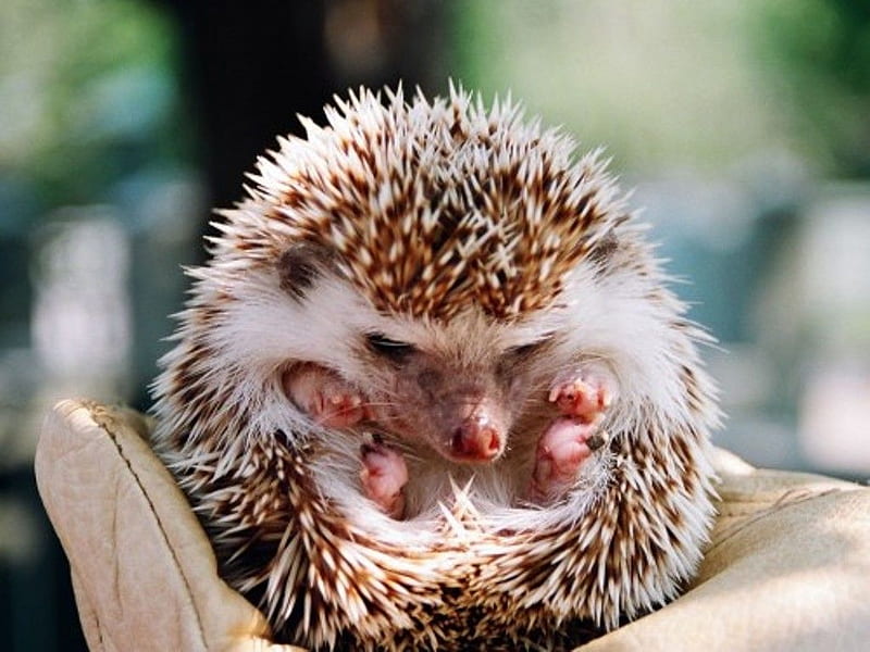 Hedgehog Group Data Src Img 100120 Cute Baby Animals, Cute Porcupine, HD wallpaper
