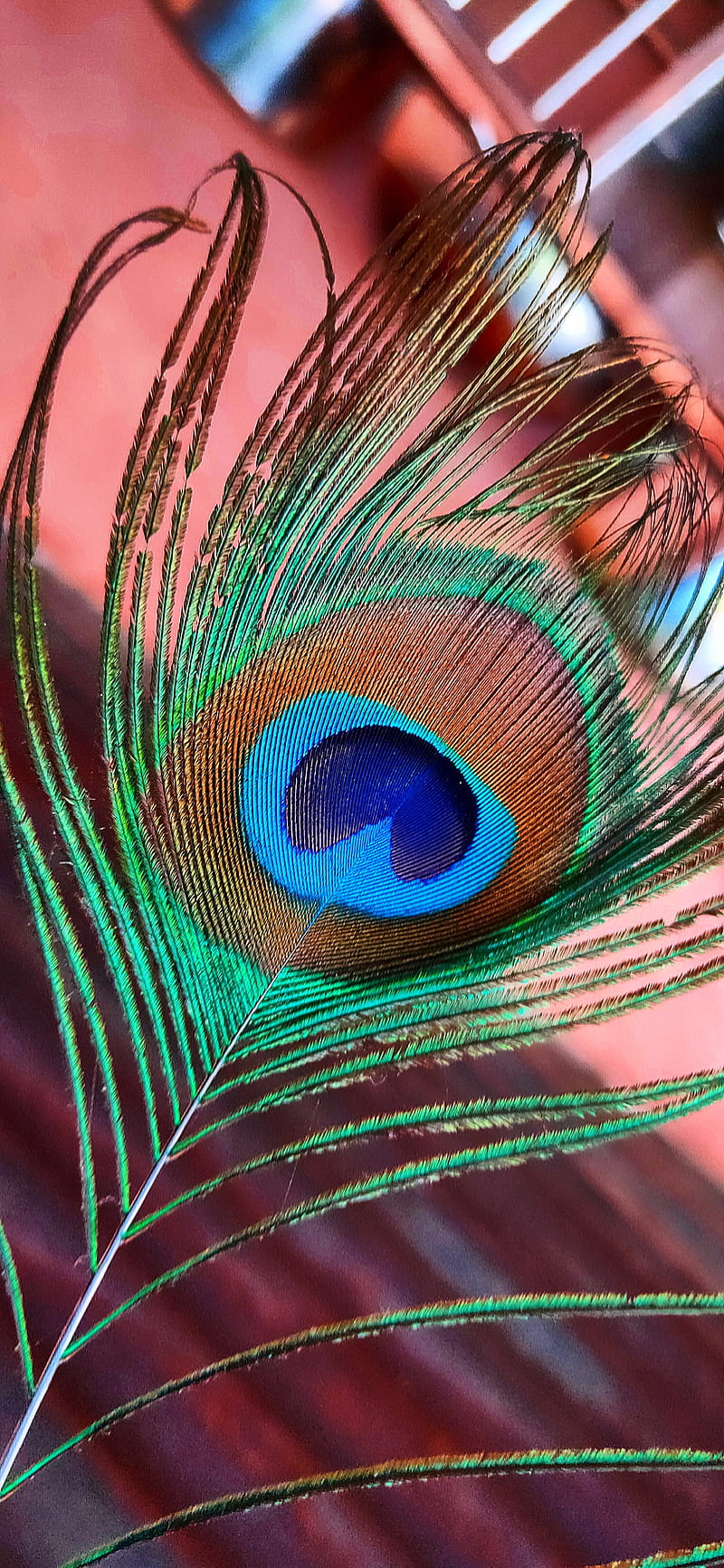 Peacock, more pankh, beautiful, pankh, krishna, wow, HD phone wallpaper |  Peakpx