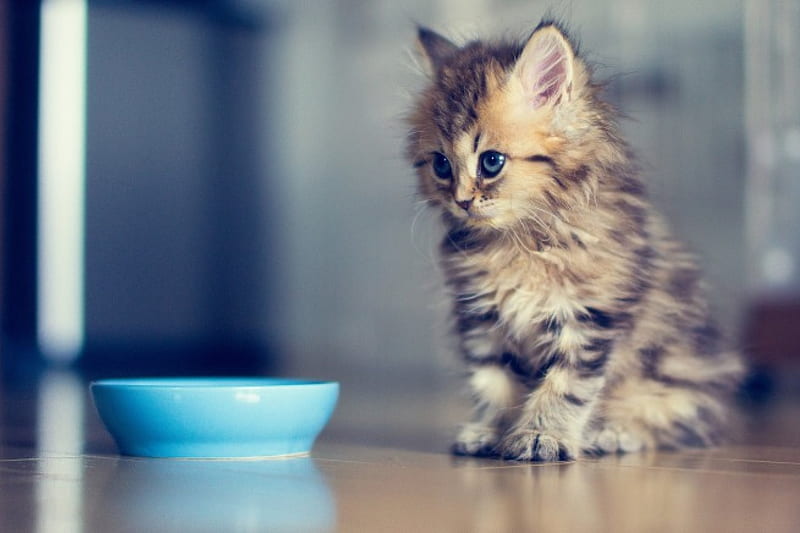 I don't W@nt that, cute, cat, food, animal, HD wallpaper