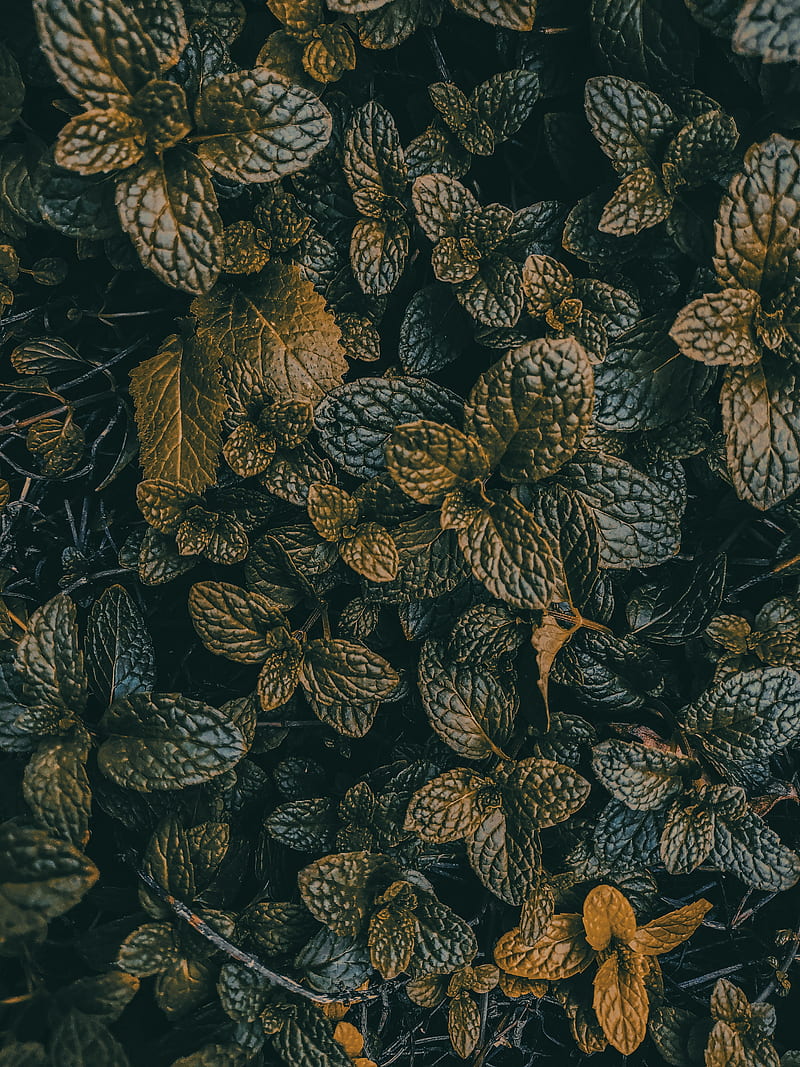 leaves, dark, plant, green, grass, HD phone wallpaper