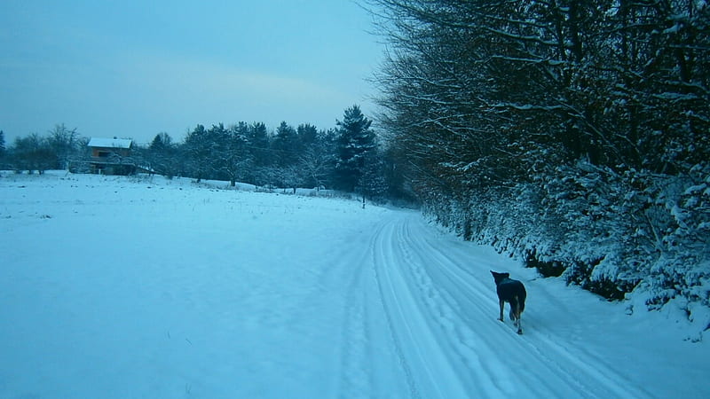 Winter time, pretty, wonderful, bonito, flake, animal, cold, nice, beauty, season, road, dog, trees, winter, hrvatsko zagorje, croatia, snow, white, field, HD wallpaper