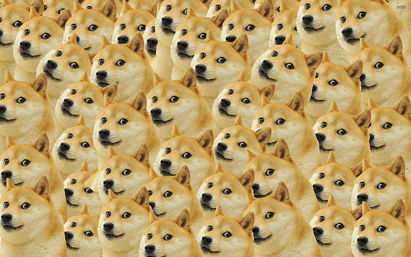 Doge, collage, dog, meme, memes, puppies, puppy, HD wallpaper