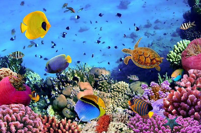 Coral Reef in, Beautiful Coral Reef HD wallpaper | Pxfuel