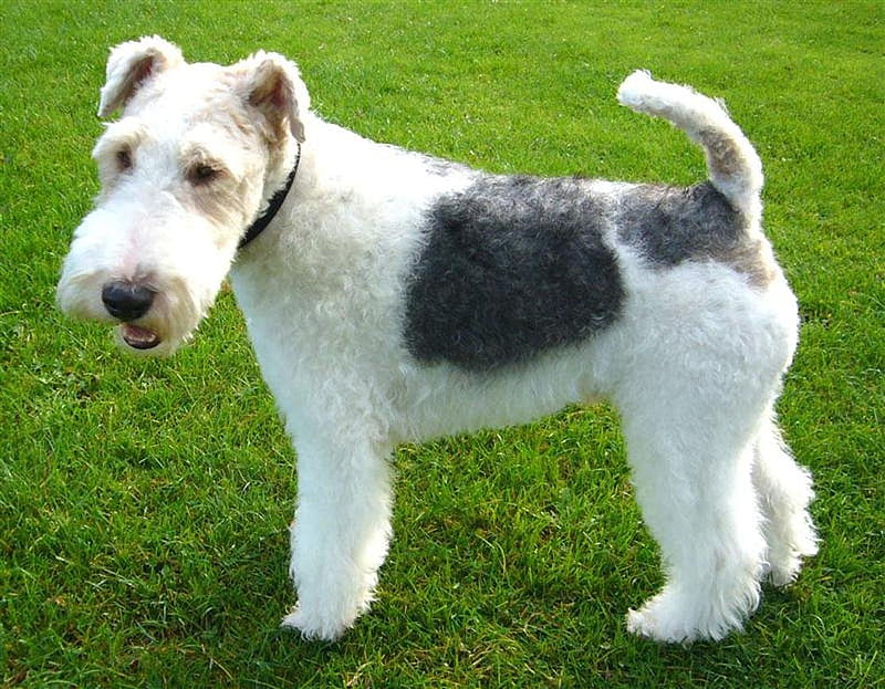 British wire haired fox terrier, grass, puppy, dog, HD wallpaper