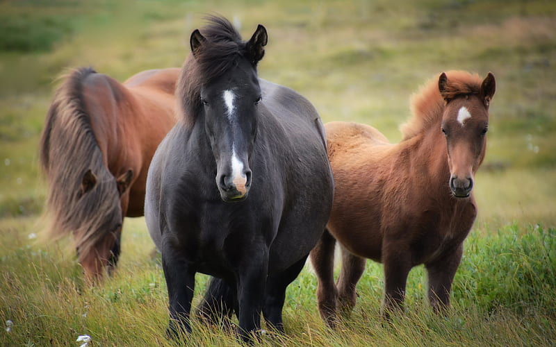 Horse, herd of horses, brown horse, Scotland, HD wallpaper