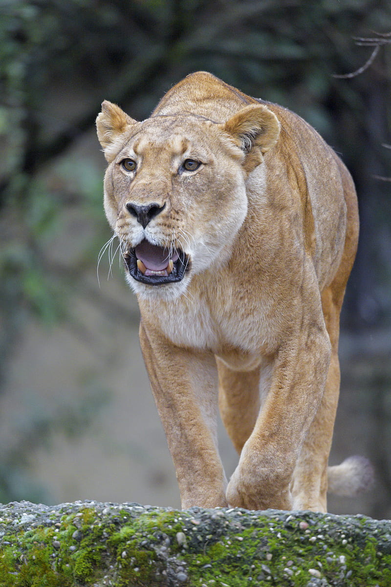 lion, lioness, predator, roar, big cat, HD phone wallpaper