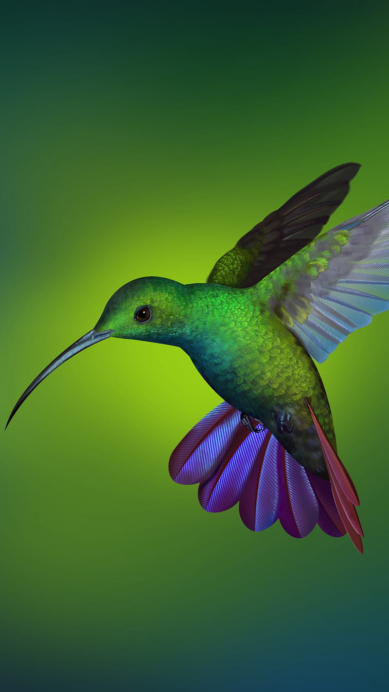 Hummingbird , birds, humming, HD phone wallpaper
