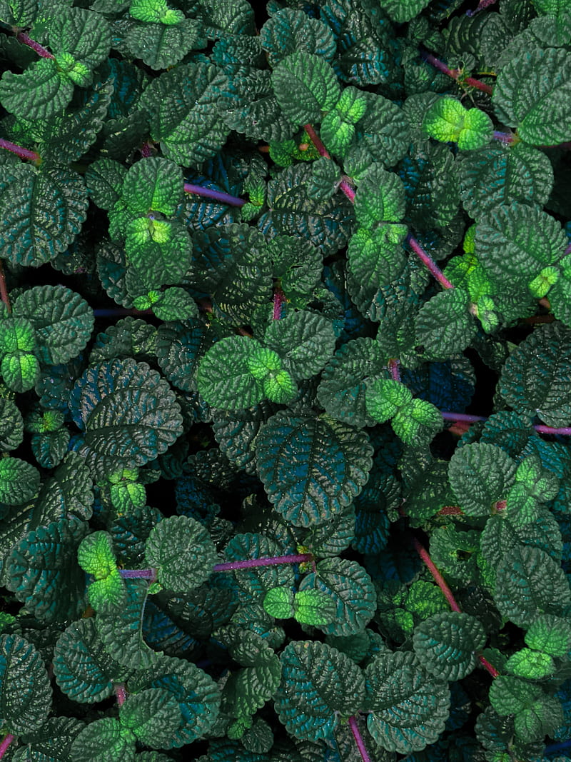 plant, leaves, veins, green, glossy, HD phone wallpaper