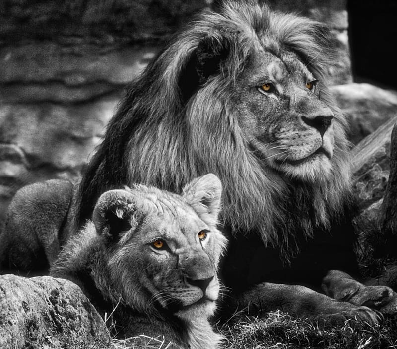 Lions, black, couple, face, family, king, leon, leona, lion, lioness, HD  wallpaper | Peakpx
