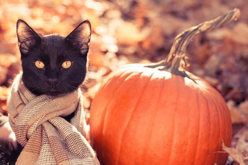 Autumn Kitty , halloween, kitty, adorable, cat, cute, leaves, graphy, black cat, pumpkin, scarf, HD wallpaper
