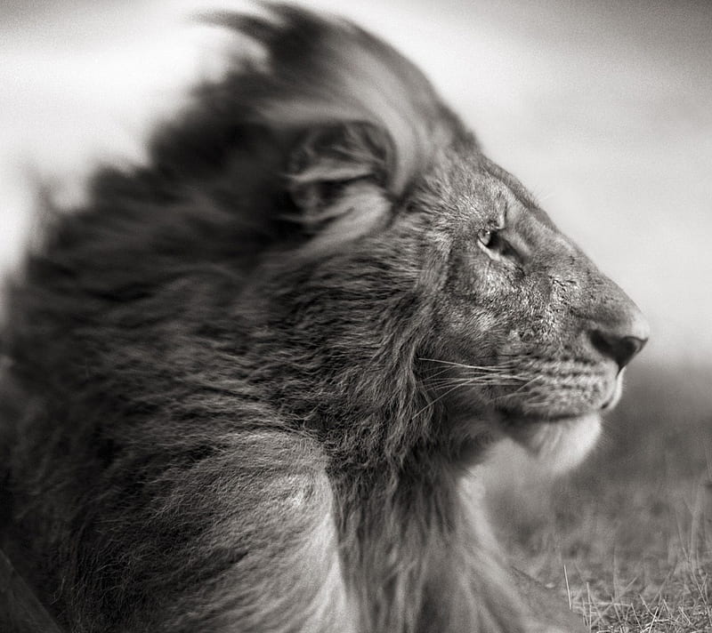 Wildlife, black and white, lion, monochrome, HD wallpaper