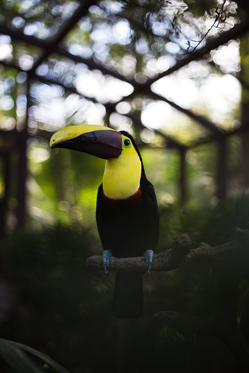toucan, bird, beak, colorful, HD phone wallpaper
