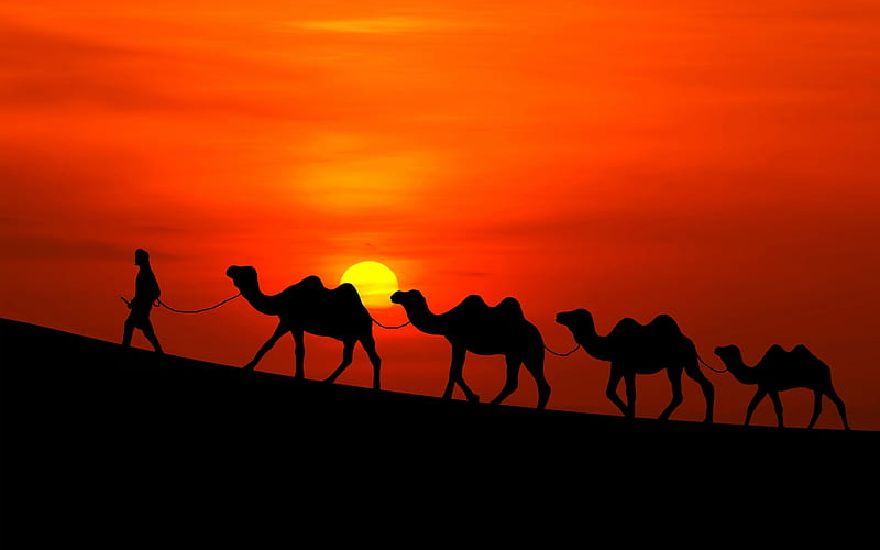 Arabian sunset camels, Arabian, Humps, Sunset, Camels, HD wallpaper