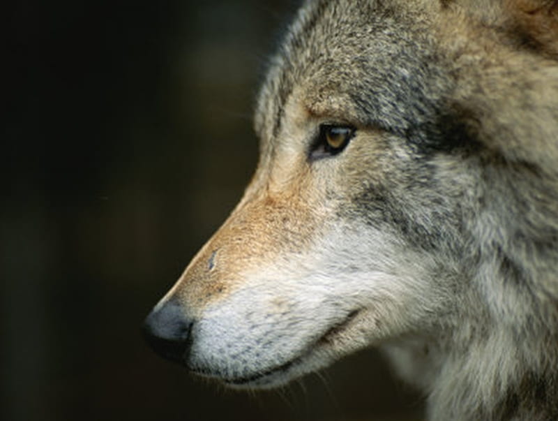 Face Of The Wolf, lobo, stare, intense, wild dogs, nature, wolf, wolves, noble, animals, HD wallpaper