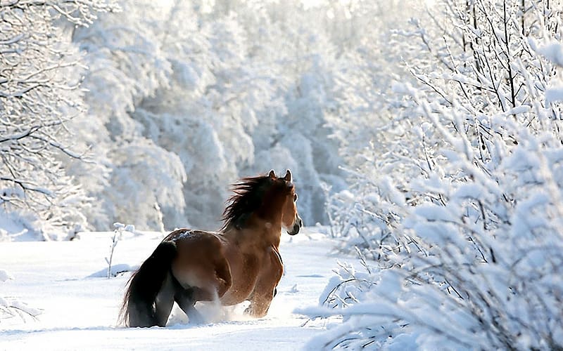 Winter, Snow, Animal, Horse, Draft Horse, HD wallpaper