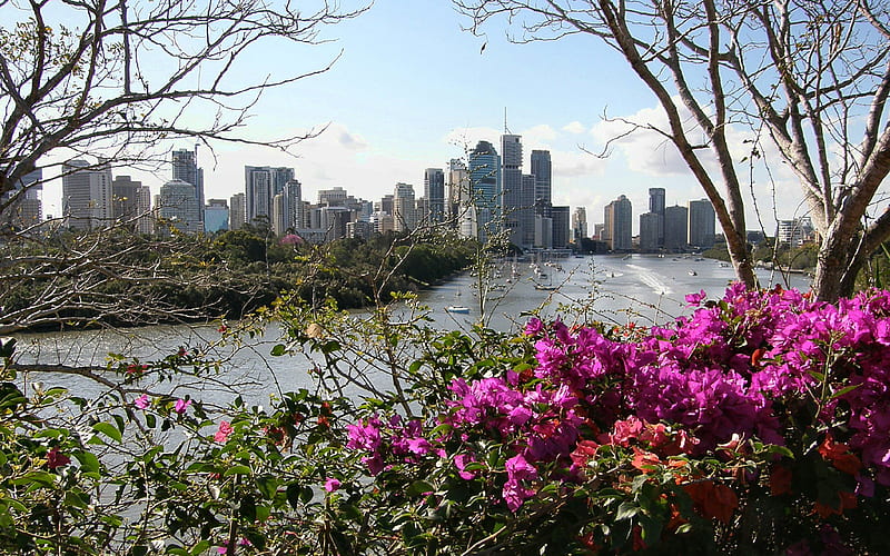 Brisbane And Bougainvillea, view, brisbane, brisbane river, downtown, skyscrapers, graphy, city, australia, queensland, bougainvillea, HD wallpaper