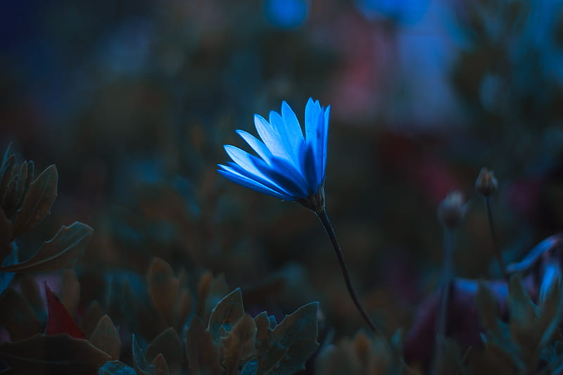 flower, petals, macro, blue, HD wallpaper