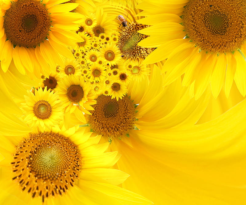 SUN FLOWER, yellow, bee, rose, HD wallpaper