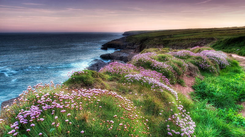 wonderful flowers on a rocky seacoast r, rocks, flowers, r, coast, sea, HD wallpaper