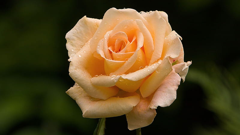 Roses are red, violets are blue, l, i, r, o, n, HD wallpaper