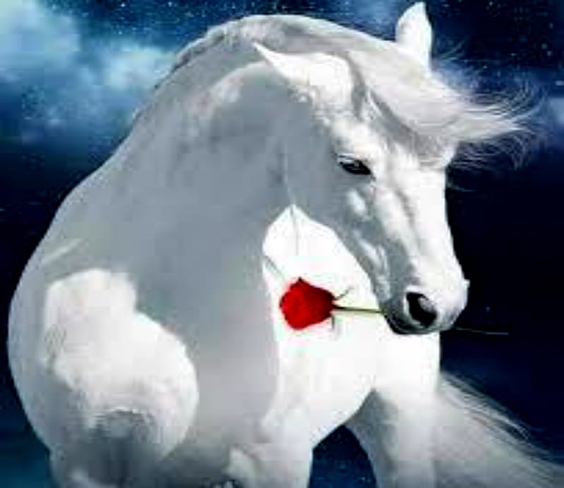 White Horse With Red Rose, Rose, White, Red, Horse, HD wallpaper