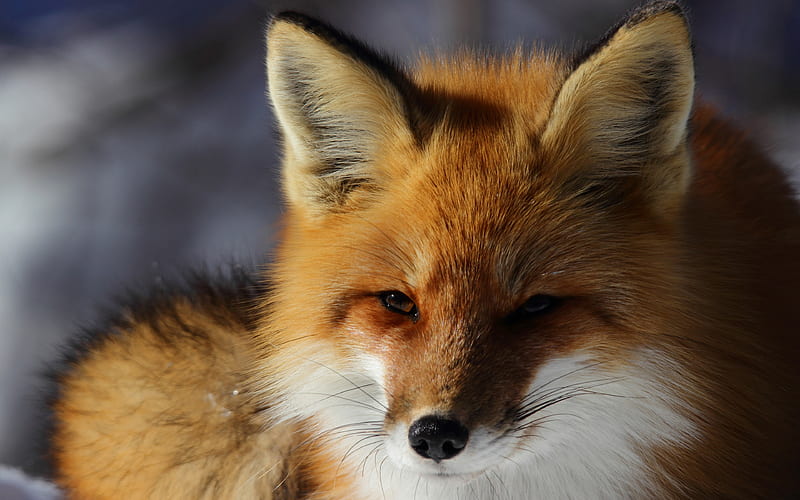 fox, winter, snow, wildlife, predators, large fox, HD wallpaper