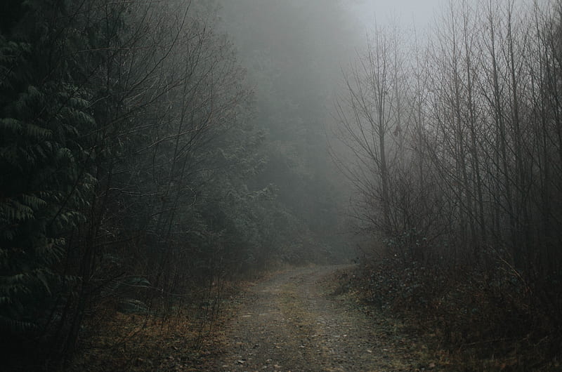 forest, fog, road, turn, nature, HD wallpaper