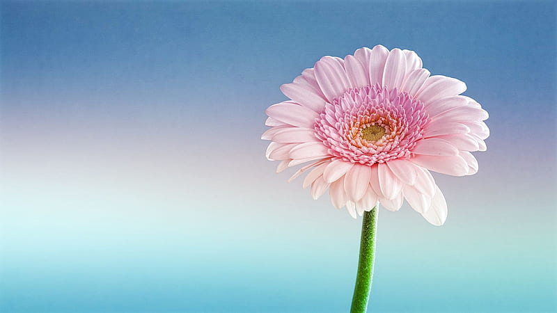 Gerbera, flower, nature, daisy, HD wallpaper
