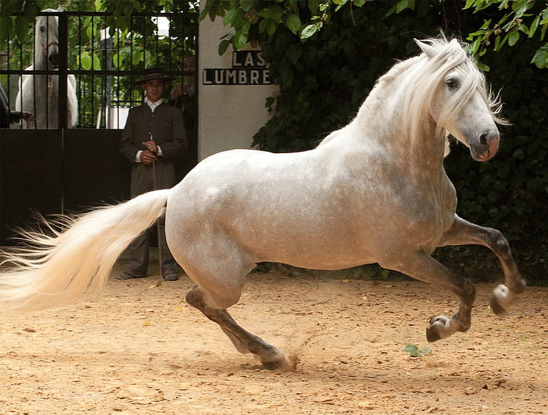 Powerful Grey Andalusian, gris, andalusian, horses, spanish, HD wallpaper