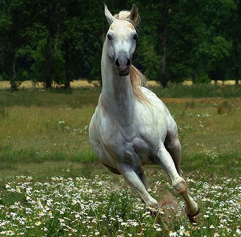 Grey Arabian, gray, oriental, white, horses, arabian, HD wallpaper