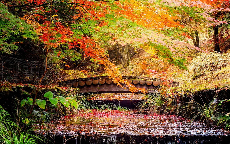 Autumn Bridge, stream, leaves, autumn, bridge, park, nature, cascade ...