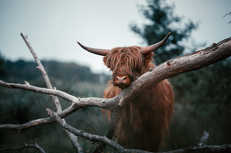 brown cow on brown tree branch during daytime, HD wallpaper