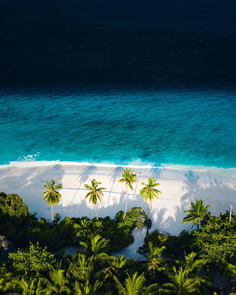 beach, sea, palm trees, aerial view, HD phone wallpaper